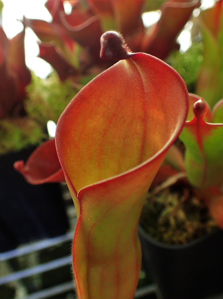 Heliamphora(ヘリアンフォラ)栽培方法 - Y's Exotics(食虫植物農園)